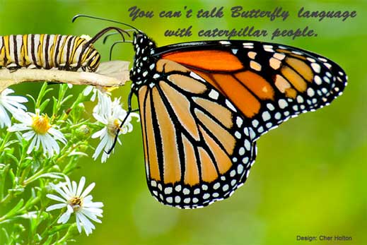 ButterflyQuote-poster-opt