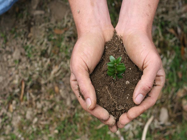 seedling-hands-plant-growth-dreamstimefree_8437280.jpg