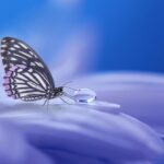 butterfly-purply-blue-dewdrop-Pixabay-3054736_640