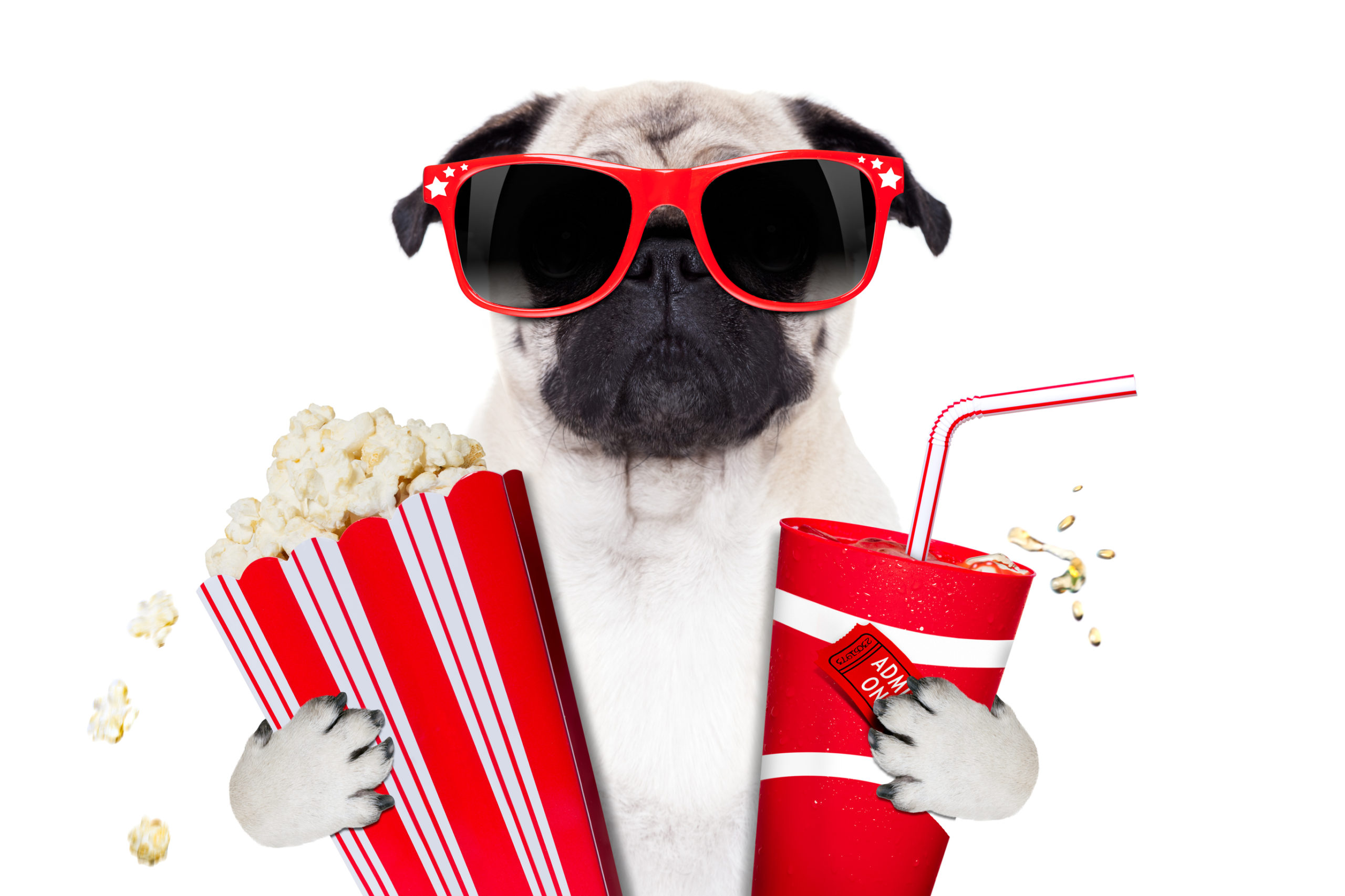 dog-popcorn-soda-dreamstimelarge_44221409